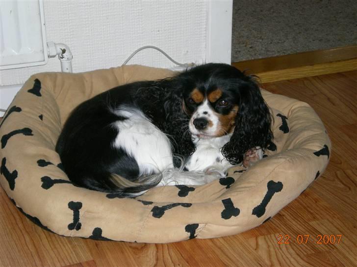 Cavalier king charles spaniel Freja billede 1