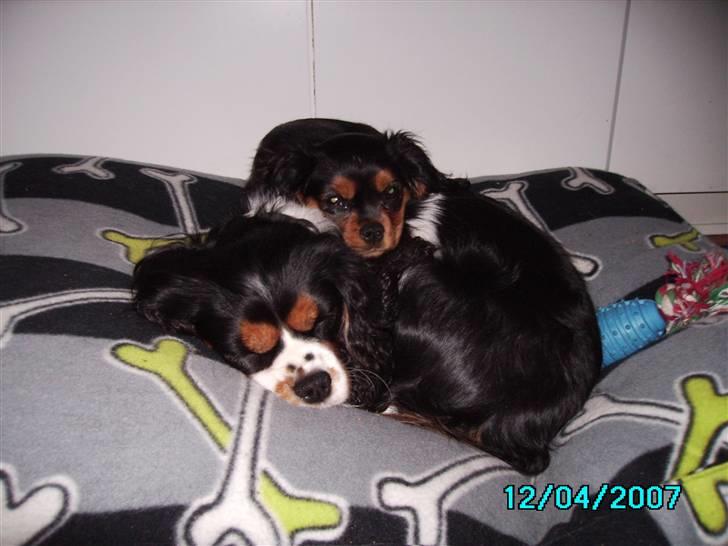 Cavalier king charles spaniel Freja billede 2