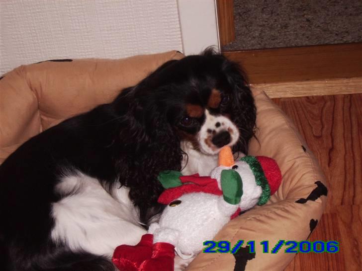 Cavalier king charles spaniel Freja billede 3