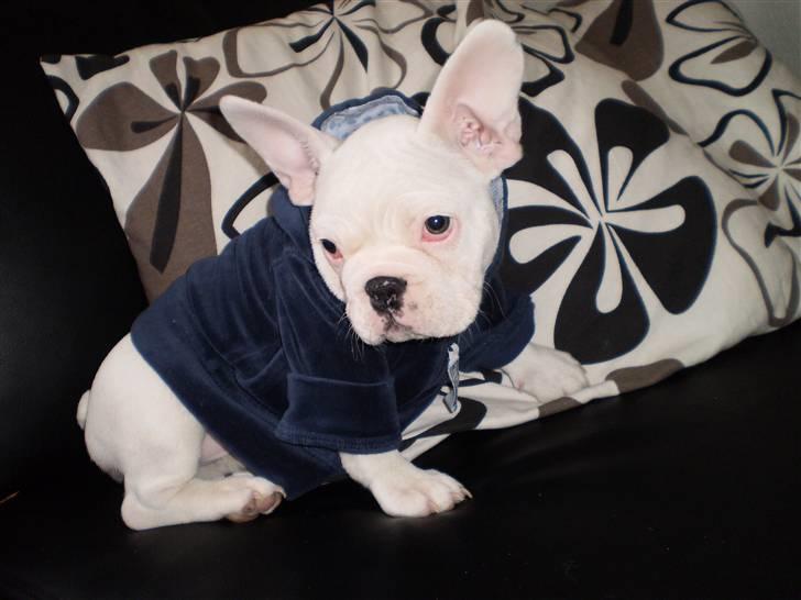Fransk bulldog Abbey - Så fik jeg lige alexanders trøje på - det jo hundekoldt udenfor! :) billede 6