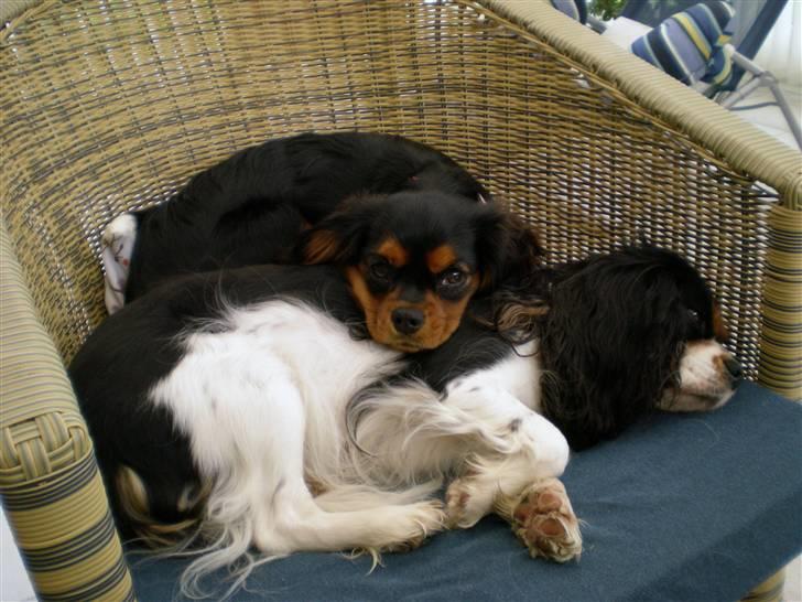 Cavalier king charles spaniel Freja billede 4