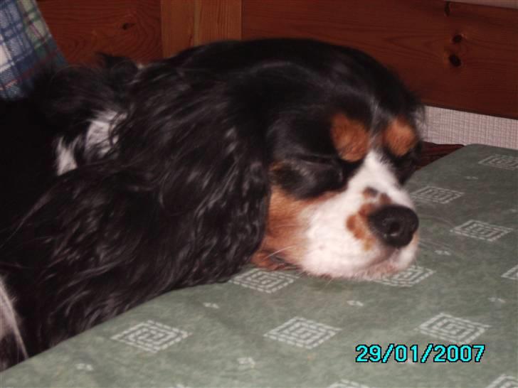 Cavalier king charles spaniel Freja billede 5