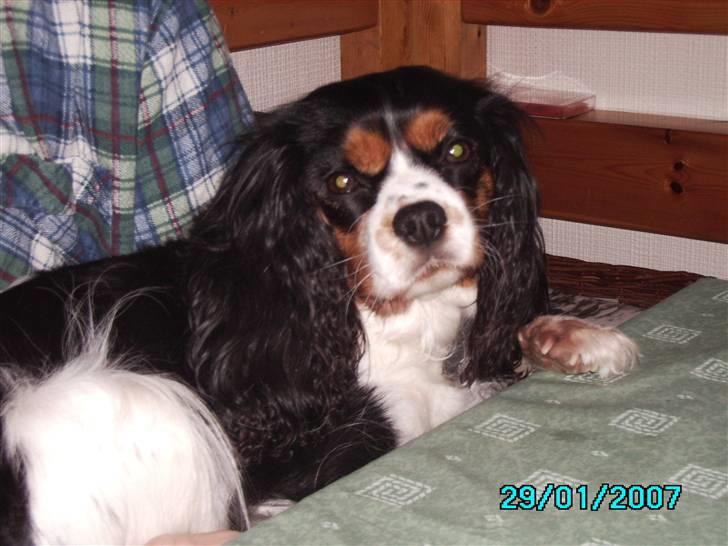 Cavalier king charles spaniel Freja billede 6