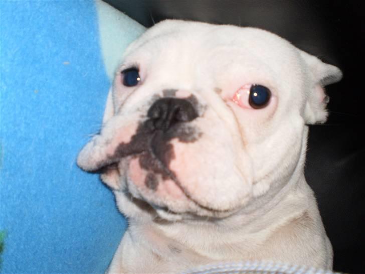 Fransk bulldog Abbey billede 7