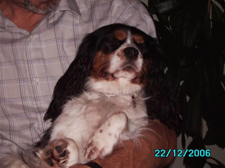 Cavalier king charles spaniel Freja billede 7