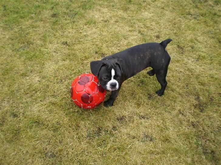 Fransk bulldog Tulle billede 6