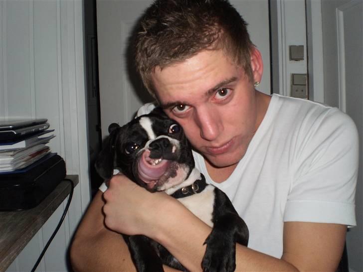 Fransk bulldog Tulle billede 7