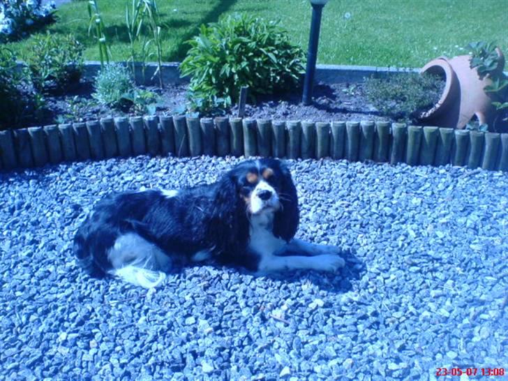 Cavalier king charles spaniel Freja billede 8