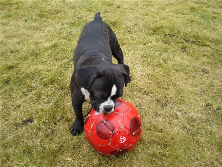 Fransk bulldog Tulle billede 8