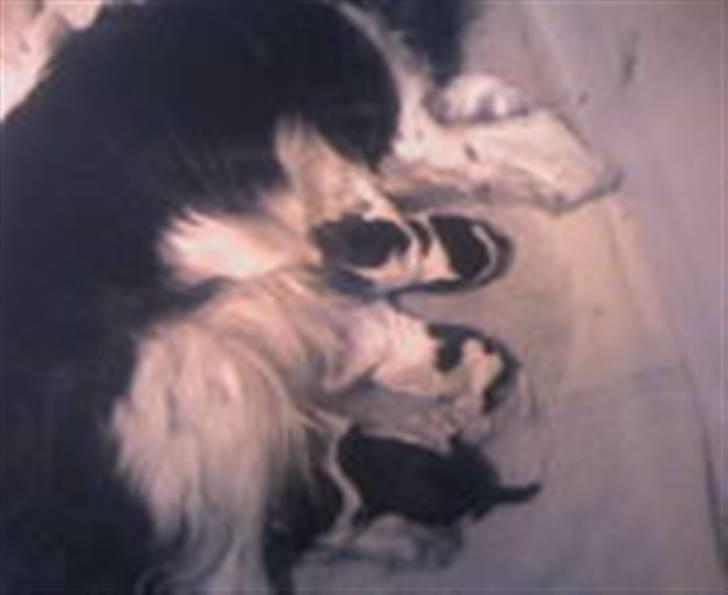 Cavalier king charles spaniel Freja billede 9