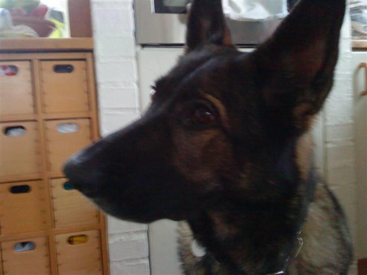 Schæferhund Pri-Wat Kassi billede 11