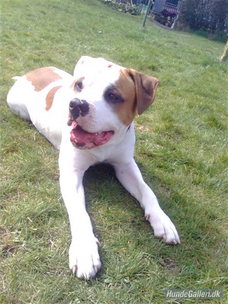 Amerikansk bulldog Kaine - Bebehunden<3 billede 5