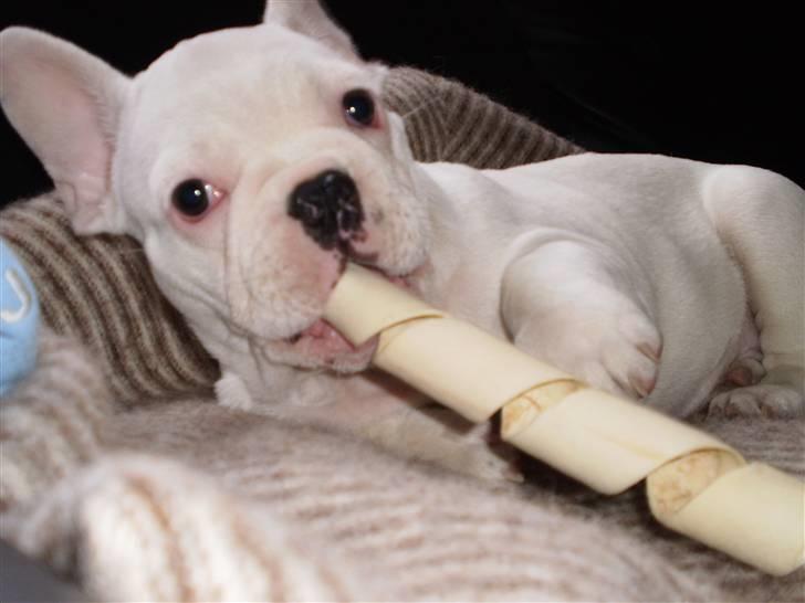 Fransk bulldog Abbey - Mmm.. Det her er bare livet :D billede 8