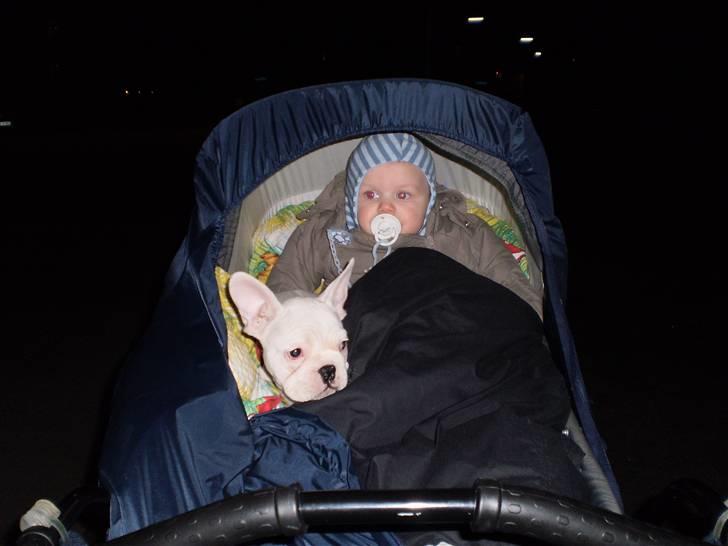 Fransk bulldog Abbey - Arh, det skønt at komme fra A til B uden at bevæge sig :) billede 9