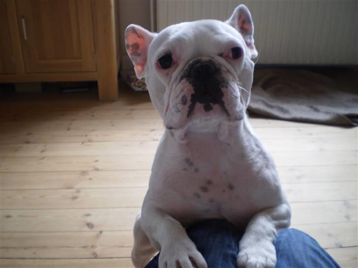 Fransk bulldog Abbey billede 10