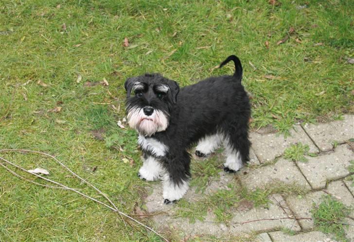 Dvaergschnauzer Rosita - Hej :-)  billede 1