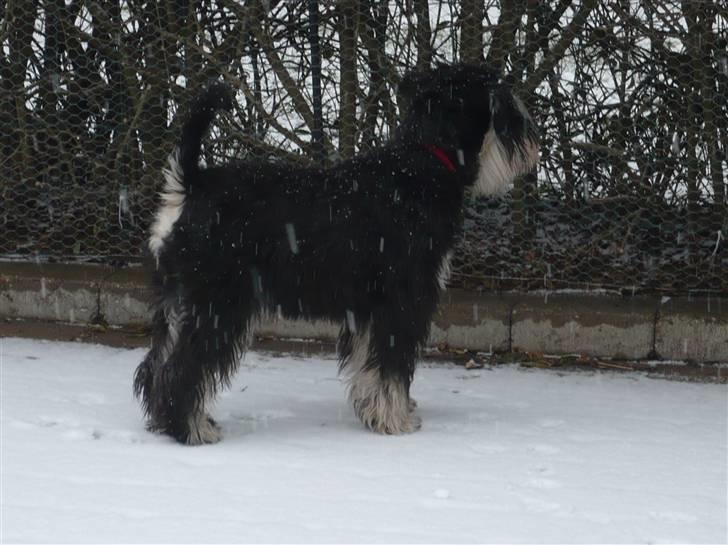 Dvaergschnauzer Rosita - Mon min ven Olliver vil være med til at bygge en snehund billede 2