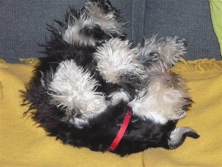 Dvaergschnauzer Rosita - skøøøøøøøøøøøøøøønt billede 3