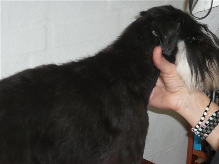 Dvaergschnauzer Rosita - Så skal jeg trimmes - det var jeg rigtig dygtig til.....Helle er en super god frisør, og så er jeg vild med hende, hun er jo min første mor billede 4