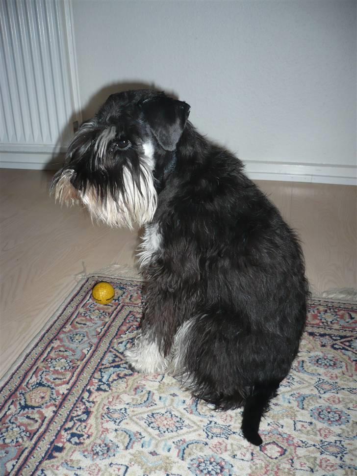 Dvaergschnauzer Rosita - jeg tænker over hvilken kølle, jeg skal bruge næste gang billede 5