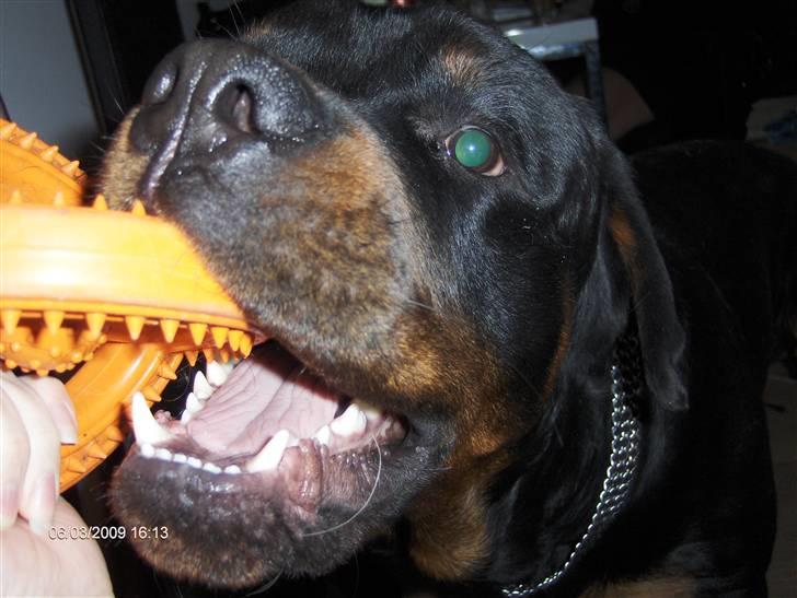 Rottweiler Tayson - Leger lige lidt med mor..:) billede 13