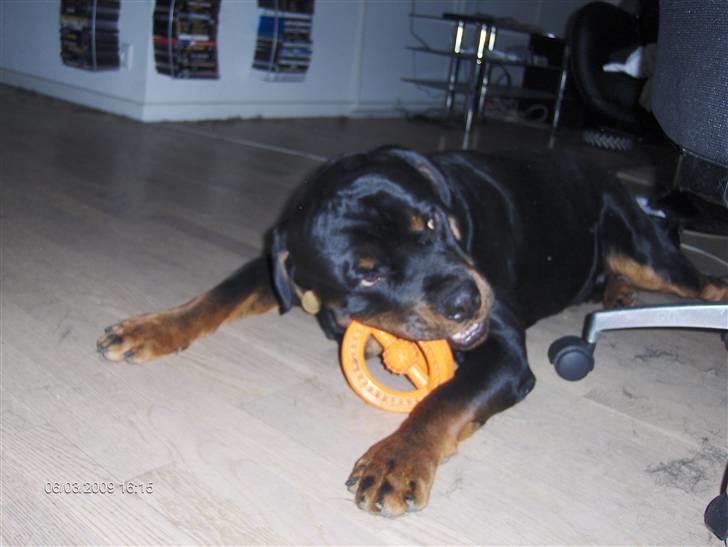 Rottweiler Tayson - det er bare den 7. himmel at kunne få lov til at lege i fred for "søster" billede 14