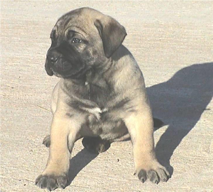 Dogo canario Timon - Når man er lille. så er man ik stor billede 8