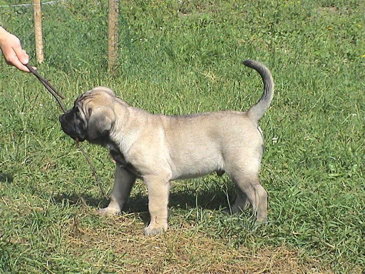 Dogo canario Timon - Også mig som lille billede 9