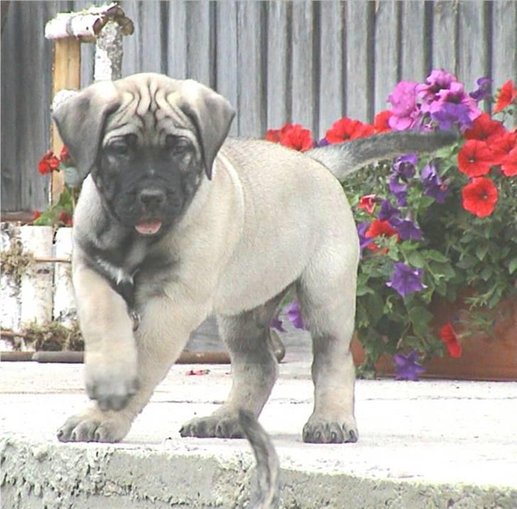 Dogo canario Timon - Mig som lille billede 10