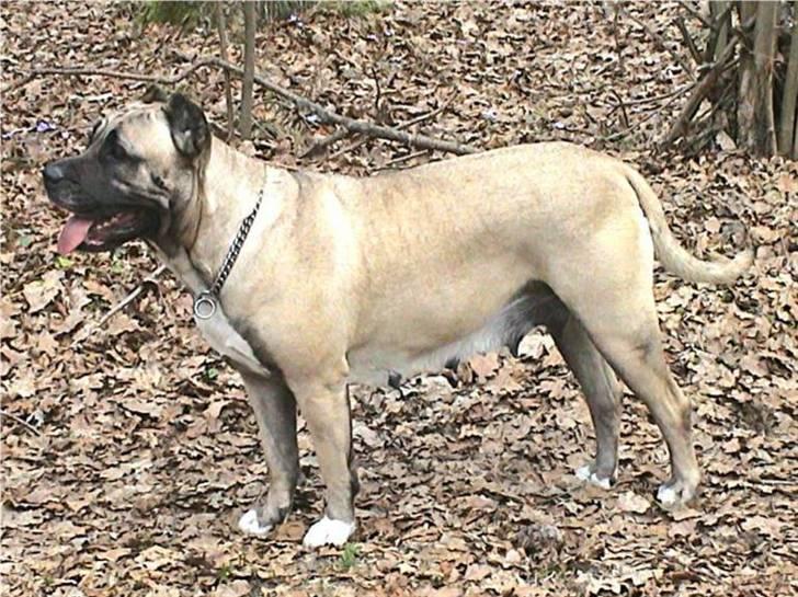 Dogo canario Timon - Hans smukke mor  billede 11