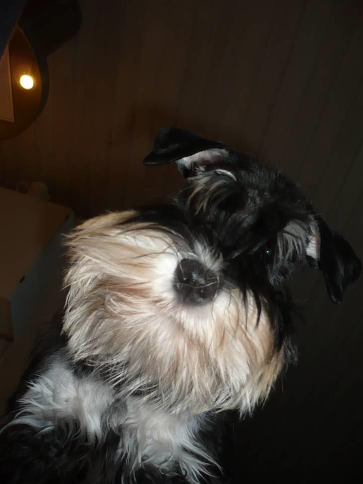 Dvaergschnauzer Rosita - Bøøøøøøøøøøøøøøh billede 6