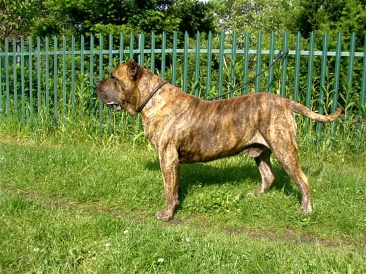 Dogo canario Timon - Hans smukke far billede 12