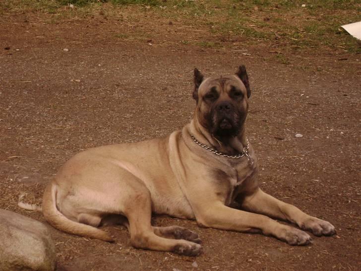 Dogo canario Timon - Så ligge jeg godt billede 13