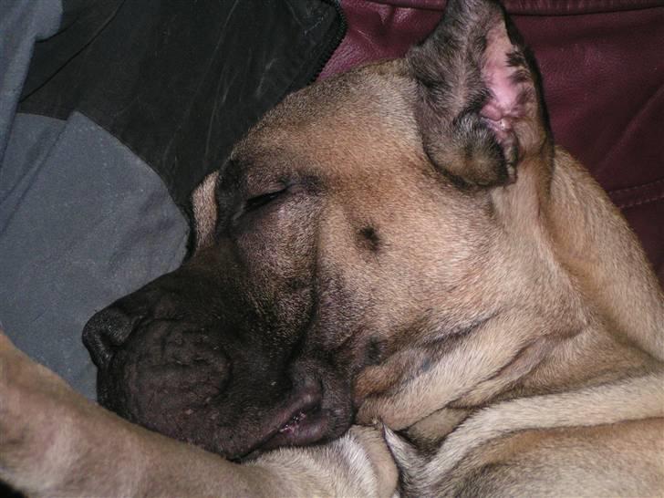 Dogo canario Timon billede 14