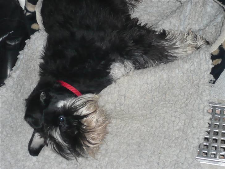 Dvaergschnauzer Rosita - Jeg vokser og vokser - drømmer om en dejlig flyder..... billede 7