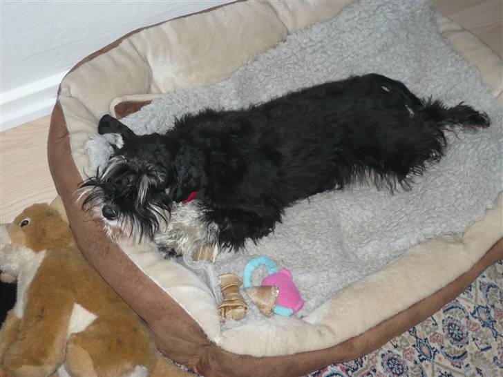 Dvaergschnauzer Rosita - Hurra en flyder...............:-) billede 8