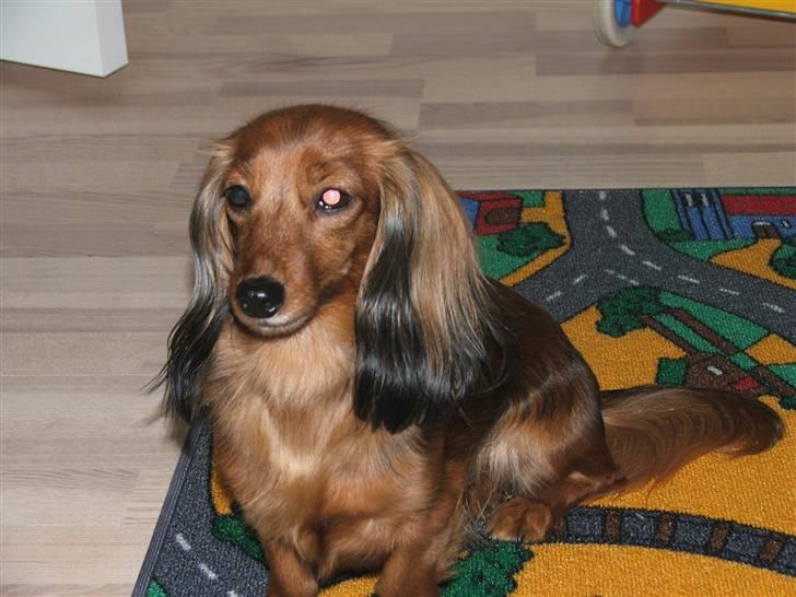 Miniature gravhund heimays emeli fleur - prøver lige det nye babyværelse af  billede 6