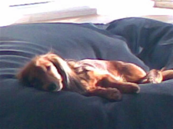 Miniature gravhund heimays emeli fleur - der er ikke noget bedre end en plads i sækkestolen hvor solstrålen rammer billede 7