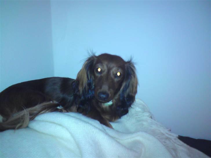 Miniature gravhund Amanda billede 16