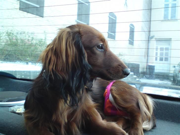 Miniature gravhund Amanda billede 17