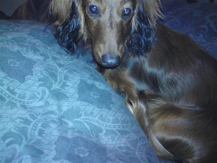 Miniature gravhund Amanda billede 18