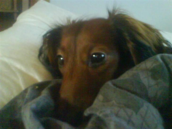 Miniature gravhund Amanda billede 19