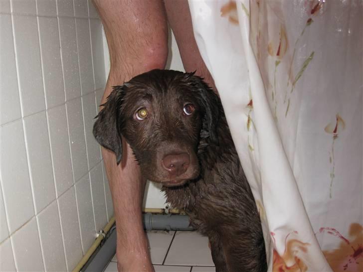 Labrador retriever Cookie - Er med far i bad, elsker at komme i bad billede 17