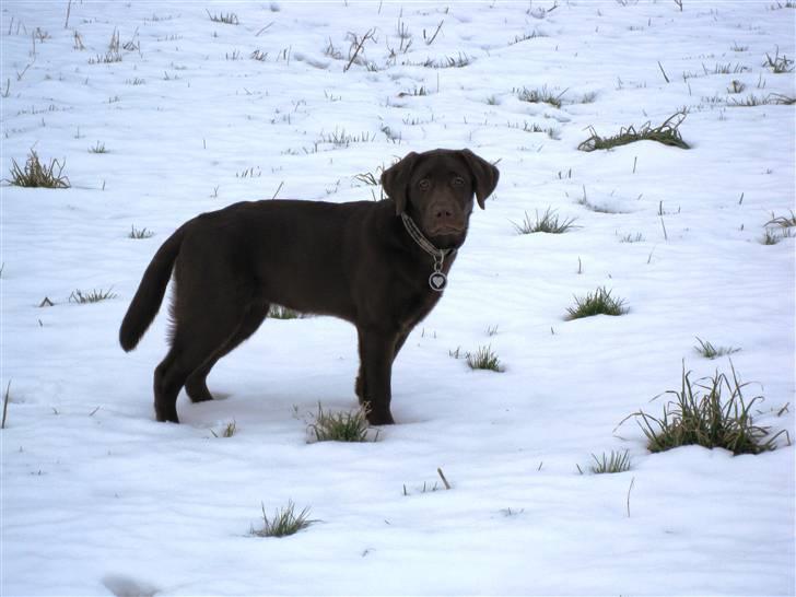 Labrador retriever Cookie billede 18