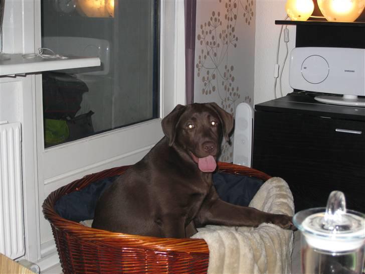 Labrador retriever Cookie billede 19