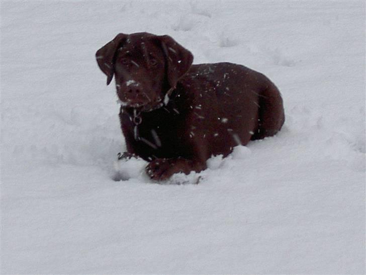 Labrador retriever Cookie - Sne sne sne sne billede 20