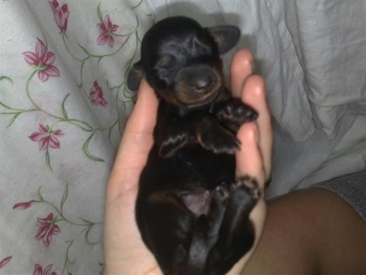 Miniature gravhund Merle billede 1