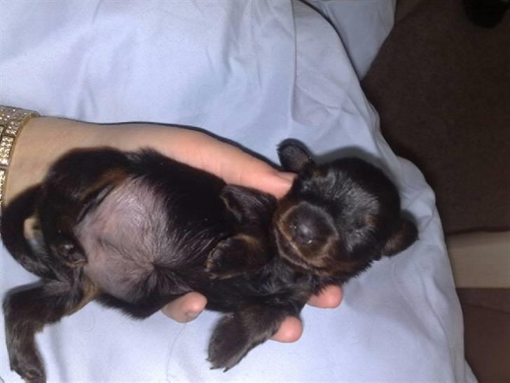 Miniature gravhund Merle billede 2