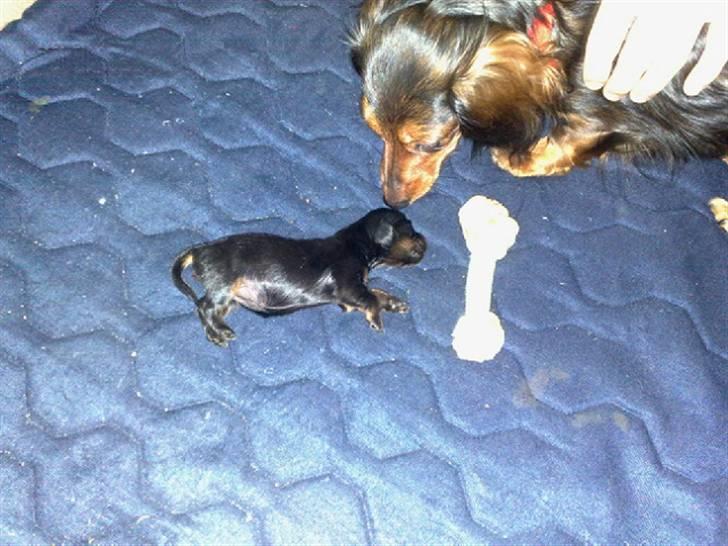 Miniature gravhund Merle billede 3