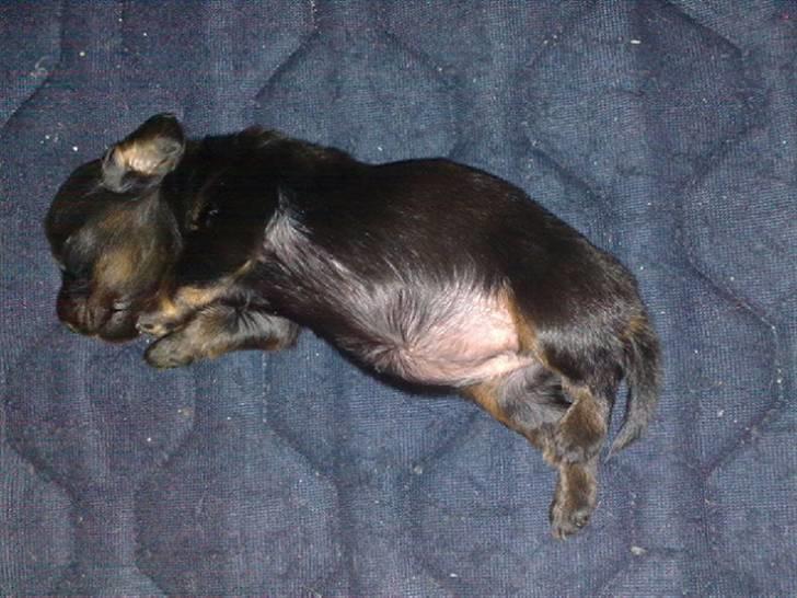 Miniature gravhund Merle billede 4